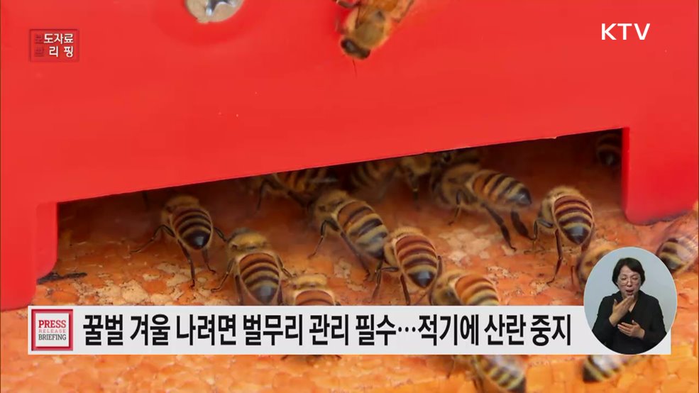 &#39;가을철 벌무리 관리&#39; 꿀벌 월동 피해 최소화 좌우