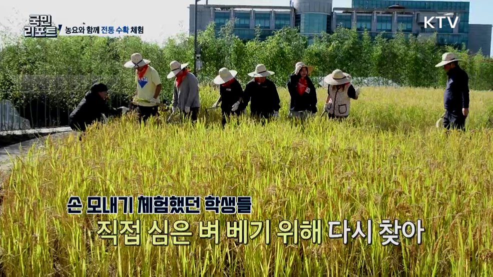 문화유산 농요와 함께한 '전통 수확' 체험 관심