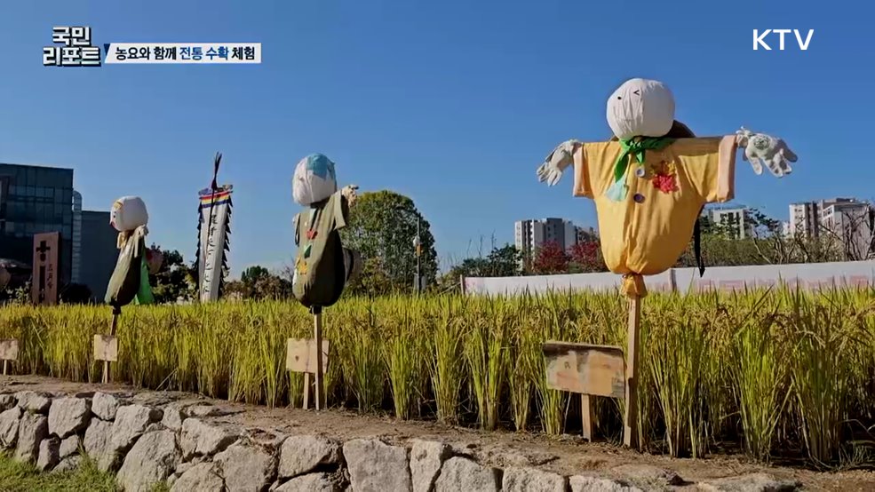 문화유산 농요와 함께한 '전통 수확' 체험 관심