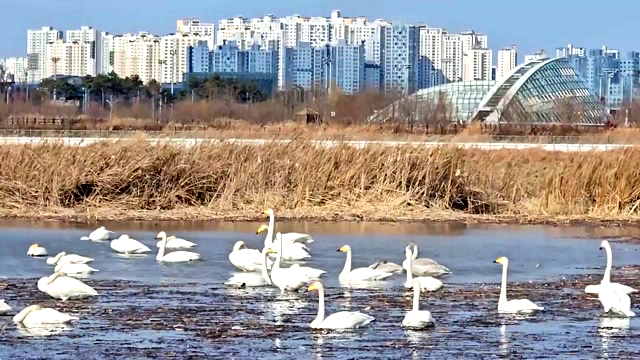 새들의 천국, 장남들의 눈부신 겨울