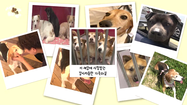 세상에 슬픈 개는 없다