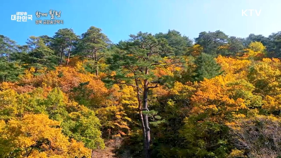 경북 금강송군락지 [함께 힐링]