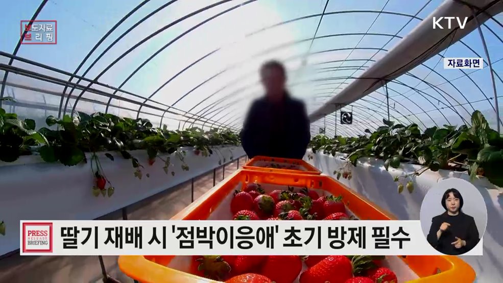 딸기 점박이응애 수확기 밀도 급증할 수 있어, 초기 방제 필수