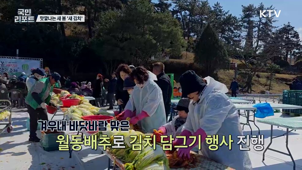 해남의 월동배추로 '새 김치 담그기' 축제