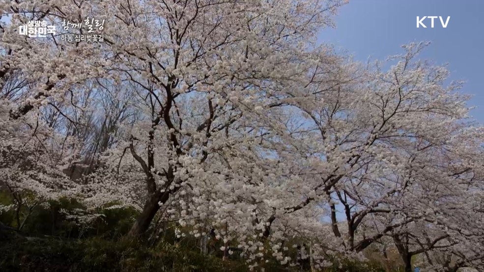 하동 십리벚꽃길 [함께 힐링]