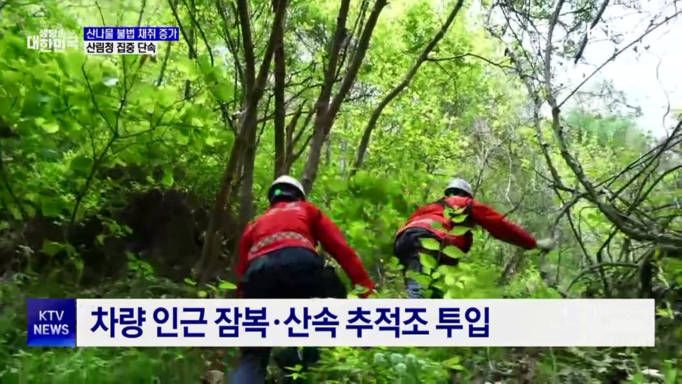 산나물 불법채취 이달 말까지 집중 단속···"엄중 처벌"