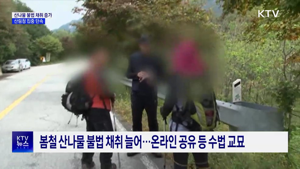산나물 불법채취 이달 말까지 집중 단속···"엄중 처벌"