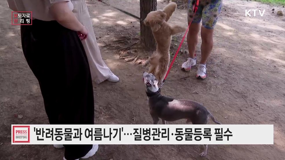 함께여서 더 특별한 반려동물과의 여름나기!