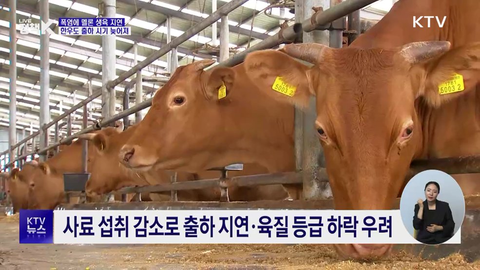 농축산 현장 덮친 폭염···가축피해 이틀 새 28만 마리↑