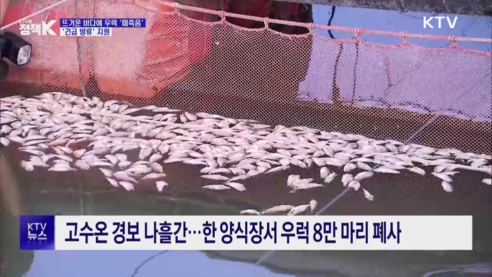 고수온에 양식장 물고기 폐사···'긴급 방류' 지원