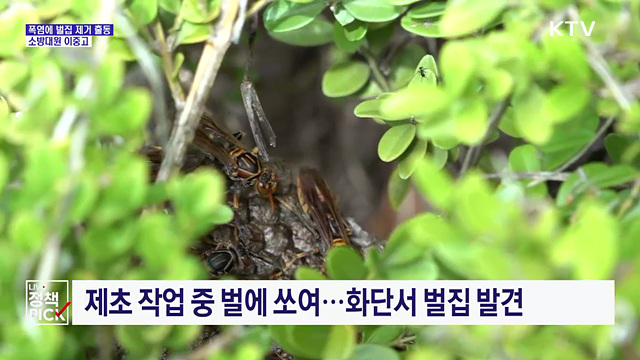 폭염·메마른 날씨에 벌집 '쑥쑥'···소방대원 사투