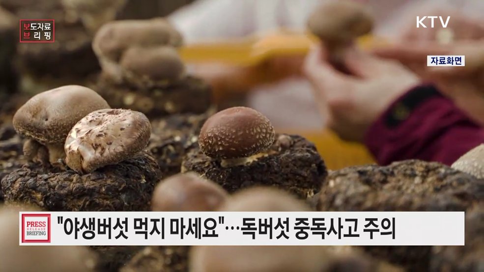 성묘·벌초·가을 산행철, 야생버섯 중독사고 주의