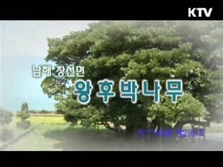 남해 창선면 왕후박나무 / 강진 병영면 비자나무