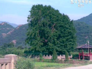 국민일보 천연기념물 노거수 보도 관련 문화재청 입장