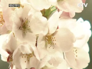 제주 벚꽃 '활짝'···성큼 다가온 봄