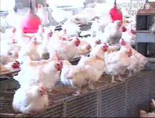 농림부 축산물 검역조직 대거 강화