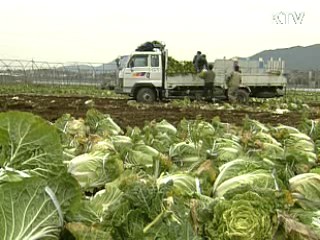 당정, 배추 매점매석 단속 강화