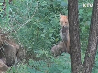 멸종위기 토종여우, 새끼 3마리 출산