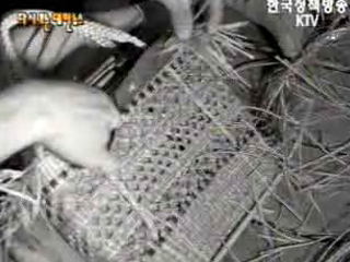 농가부업(`62) 이미지