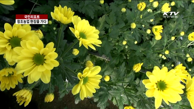 창조농업으로 꽃 피운 국화 [국민리포트]