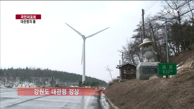 눈 속에 꽃피는 대관령의 봄 [국민리포트]