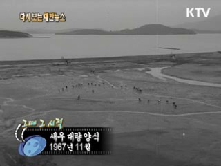 새우 대량 양식(67') 이미지