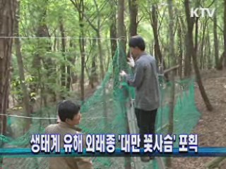 생태계 유해 외래종 '대만 꽃사슴' 포획