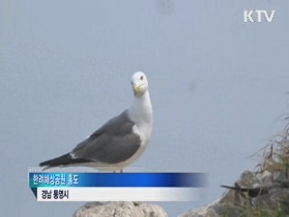 괭이갈매기 '겨울부터 번식 준비' 첫 확인