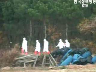 익산 AI, `중국에서 유입` 판명