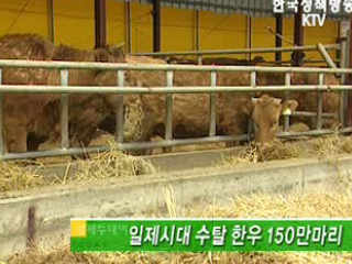 일제시대 수탈 한우 150만마리 