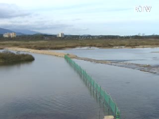 연어가 돌아왔다