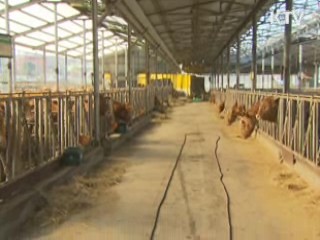 포천·연천 소 폐사 '보툴리눔 독소증'