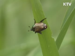 생태의 보고 담양습지를 가다