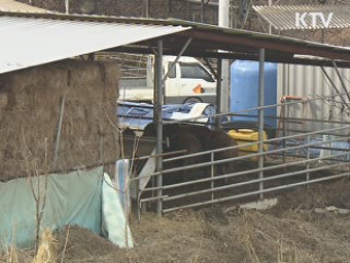 정부 "포항 한우 농가 구제역 아니다"