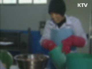 불량 김장 제조업체 무더기 적발