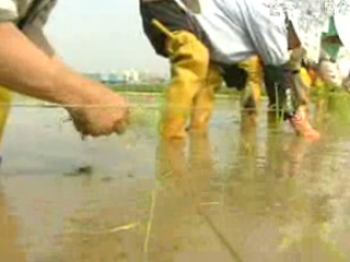 고품질.브랜드 쌀 생산 추진본부 설치