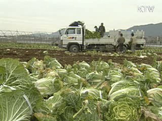 서울시, 시중가 70% 배추 공급 개시