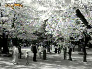 제 1회 국군 위안회(`61) 이미지