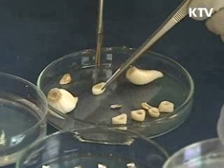 세계최초 마늘 동결보존 기술 개발