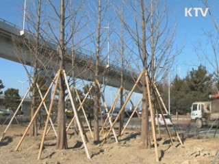 옮겨 심은 나무 '일석삼조'