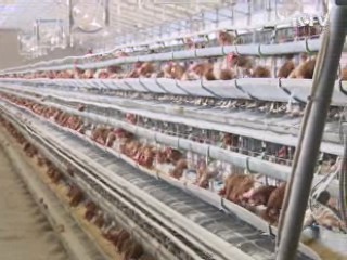 충남 계룡시 닭농장 '저병원성 AI' 판정