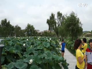 백제문화, 천만 송이 연꽃으로 '활짝' [국민리포트]