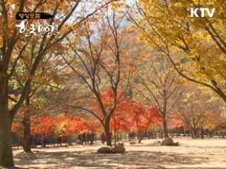 단풍의 바다 '내장산'