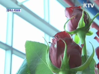 한국 장미 세계를 매혹하다