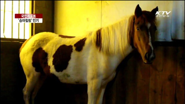 '승마', 힐링·대중 레저로 주목 [국민리포트]