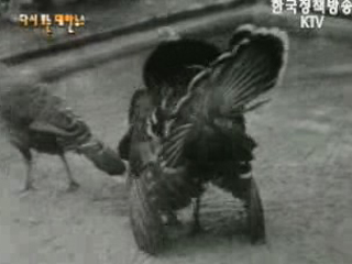 새 식구 맞이한 동물원(`57) 이미지