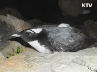 멸종위기 뿔쇠오리, 여수 백도서 발견