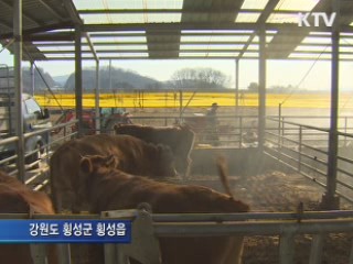 "구제역 재발 막아라"