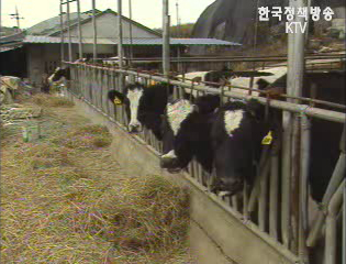 국내 낙농가 10년만에 62% 감소