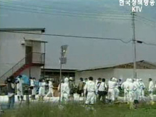 조류인플루엔자 특별 방역 실시